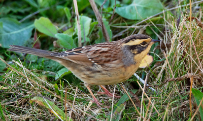 <i class='fa fa-user'></i> Paul Cools |   Bergheggenmus  <i class='fa fa-eye'> 474</i>   <i class='fa fa-comment-o'> 1</i>