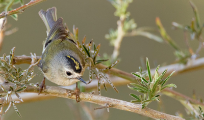 <i class='fa fa-user'></i> Paul Cools |   Canarische Goudhaan  <i class='fa fa-eye'> 235</i>   <i class='fa fa-comment-o'> 3</i>