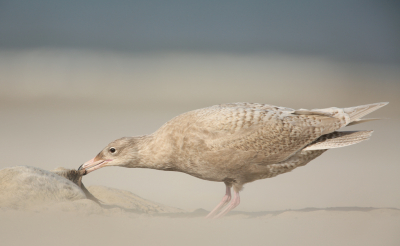 Ook de grote burgemeester helpt mee aan het opruimen van het strand. In dit geval een dode zeehond. Heb gekozen voor een " smakelijke " aanblik , in plaats van de bloederige inhoud. Dit is bijna de gehele foto , dus zo dichtbij kon ik komen zonder het tafereel te verstoren.