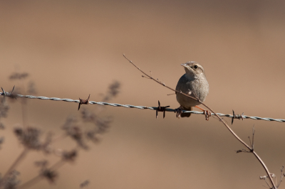 <i class='fa fa-user'></i> Peter Heslenfeld |   Dwerggrasvogel  <i class='fa fa-eye'> 140</i>   <i class='fa fa-comment-o'> 1</i>