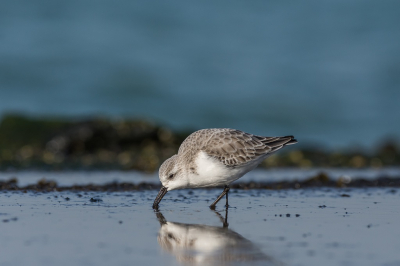 Er was er maar eentje te vinden langs de Brouwersdam. Hij liet zich gelukkig goed zien. Liggend op de buik voor een laag standpunt, opnieuw van dit mooie vogeltje genoten.