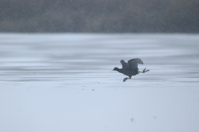 <i class='fa fa-user'></i> dick renes |   Meerkoet  <i class='fa fa-eye'> 259</i>  <i class='fa fa-thumbs-up'> 6</i>   <i class='fa fa-comment-o'> 7</i>