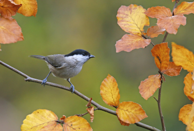 <i class='fa fa-user'></i> Gejo Wassink |   Glanskop  <i class='fa fa-eye'> 297</i>  <i class='fa fa-thumbs-up'> 6</i>   <i class='fa fa-comment-o'> 11</i>