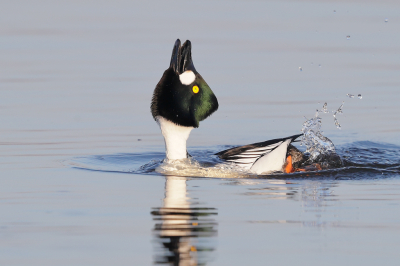 <i class='fa fa-user'></i> Ben Reitsma |   Brilduiker  <i class='fa fa-eye'> 503</i>  <i class='fa fa-thumbs-up'> 14</i>   <i class='fa fa-comment-o'> 12</i>