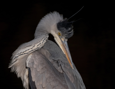 Na zaterdag, ook zondag weer een km of 15 lekker gewandeld.

Op een gegeven moment kwam ik bij een vijvertje waar ik al op verdere afstand een Blauwe Reiger zag zitten.

Beetje bij beetje benaderd en tot mijn verbazing bleef hij gewoon zitten. Op een gegeven moment stond ik op een metertje of 5 van hem af.

Vaak vliegen ze al op grote afstand weg. De natuur is onberekenbaar en dat bleek vandaag ook weer. Het dier was namelijk in top conditie. Dat hij dit toeliet blijft me een raadsel, maar ik vond het niet erg.

Dit gaf uiteraard mogelijkheden tot portretten. Toch wel een fraaie vogel hoor.

Hij zat mooi in een soort spotlight, mede door de donkere achtergrond van het water. Ik heb dan ook nog extra iets onderbelicht om dit nog iets te benadrukken.