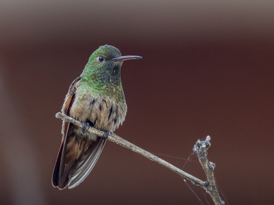 <i class='fa fa-user'></i> Paul van Giersbergen |   Berylamazilia  <i class='fa fa-eye'> 172</i>  <i class='fa fa-thumbs-up'> 4</i>   <i class='fa fa-comment-o'> 3</i>