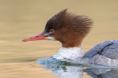 <i class='fa fa-user'></i> Peter Soer |   Grote Zaagbek  <i class='fa fa-eye'> 392</i>  <i class='fa fa-thumbs-up'> 11</i>   <i class='fa fa-comment-o'> 6</i>