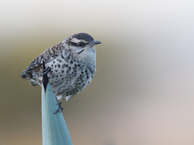 <i class='fa fa-user'></i> Paul van Giersbergen |   Harlekijnwinterkoning  <i class='fa fa-eye'> 208</i>  <i class='fa fa-thumbs-up'> 6</i>   <i class='fa fa-comment-o'> 5</i>