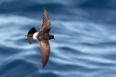 <i class='fa fa-user'></i> Olvin |   Nieuw-Zeelands Stormvogeltje  <i class='fa fa-eye'> 205</i>  <i class='fa fa-thumbs-up'> 2</i>   <i class='fa fa-comment-o'> 4</i>