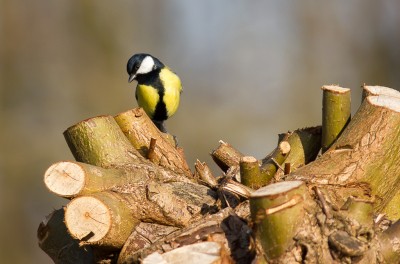 "Waar is de rest van de boom nou gebleven......................?"