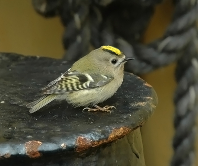 <i class='fa fa-user'></i> Frank van der Wielen |   Goudhaan  <i class='fa fa-eye'> 360</i>   <i class='fa fa-comment-o'> 4</i>