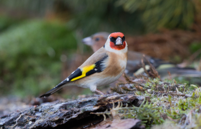 Op deze prachtige dag kwamen deze Putters even zitten, blijft een leuke vogel met mooie kleuren.Tweede plaatsing eerste was wat wit uitgebeten.