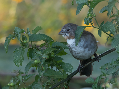 <i class='fa fa-user'></i> Paul van Giersbergen |   Witkeeltowie  <i class='fa fa-eye'> 137</i>   <i class='fa fa-comment-o'> 2</i>