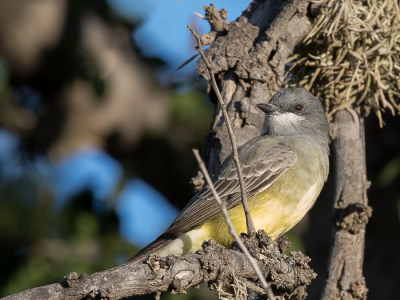 <i class='fa fa-user'></i> Paul van Giersbergen |   Cassins Koningstiran  <i class='fa fa-eye'> 146</i>   <i class='fa fa-comment-o'> 1</i>