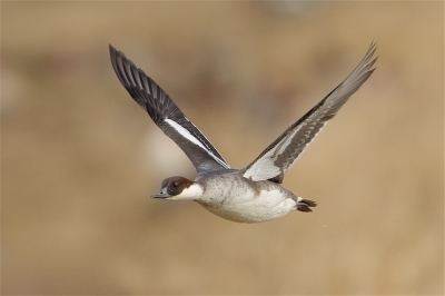 <i class='fa fa-user'></i> Harry Jamont |   Nonnetje  <i class='fa fa-eye'> 475</i>  <i class='fa fa-thumbs-up'> 27</i>   <i class='fa fa-comment-o'> 18</i>