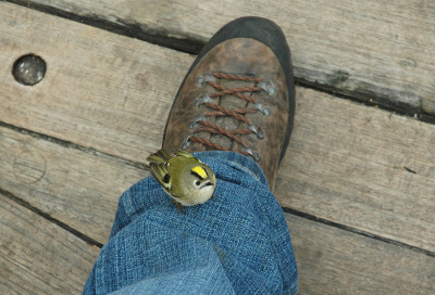 <i class='fa fa-user'></i> Frank van der Wielen |   Goudhaan  <i class='fa fa-eye'> 865</i>  <i class='fa fa-thumbs-up'> 15</i>   <i class='fa fa-comment-o'> 9</i>