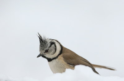 Nog geen maand geleden de mogelijkheid om iets te experimenteren in de sneeuw.
Vond de houding van de kuifmees wel mooi,