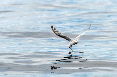 Als een mes door de boter. De stern kwam voorbij schieten tijdens een Albatros-trip en ging met z'n snavel het water door.