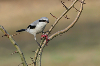 <i class='fa fa-user'></i> corvanspijk |   Klapekster  <i class='fa fa-eye'> 398</i>  <i class='fa fa-thumbs-up'> 19</i>   <i class='fa fa-comment-o'> 9</i>