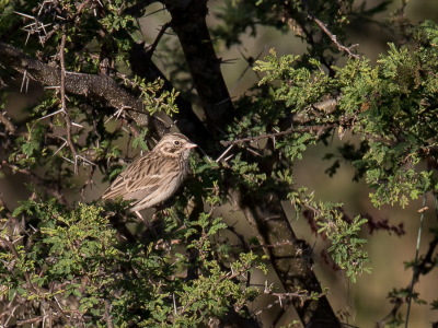 <i class='fa fa-user'></i> Paul van Giersbergen |   Avondgors  <i class='fa fa-eye'> 165</i>   <i class='fa fa-comment-o'> 0</i>
