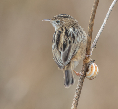 <i class='fa fa-user'></i> loek van de Leur |   Graszanger  <i class='fa fa-eye'> 347</i>  <i class='fa fa-thumbs-up'> 21</i>   <i class='fa fa-comment-o'> 11</i>