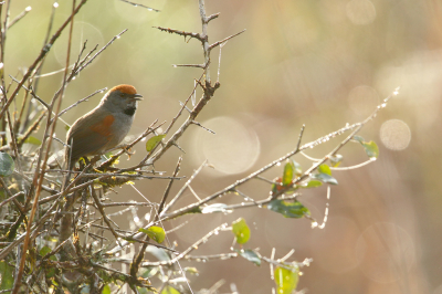 <i class='fa fa-user'></i> Martjan Lammertink |   Chiclistekelstaart  <i class='fa fa-eye'> 204</i>  <i class='fa fa-thumbs-up'> 1</i>   <i class='fa fa-comment-o'> 4</i>