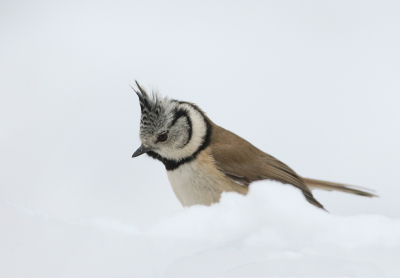 Op advies van de moderator eronder iets meer ruimte gecreerd en boven er iets vanaf gehaald. Het is lenteachtig weer , maar het is nog geen maand geleden dat er sneeuw lag. De houding van de kuifmees spraak mij aan.