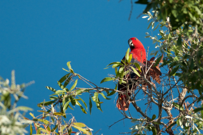 <i class='fa fa-user'></i> Peter Heslenfeld |   Edelpapegaai  <i class='fa fa-eye'> 166</i>   <i class='fa fa-comment-o'> 1</i>