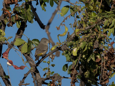 <i class='fa fa-user'></i> Paul van Giersbergen |   Virginiazanger  <i class='fa fa-eye'> 127</i>   <i class='fa fa-comment-o'> 0</i>