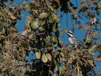 <i class='fa fa-user'></i> Paul van Giersbergen |   Grijze Zwartkeelzanger  <i class='fa fa-eye'> 148</i>   <i class='fa fa-comment-o'> 0</i>