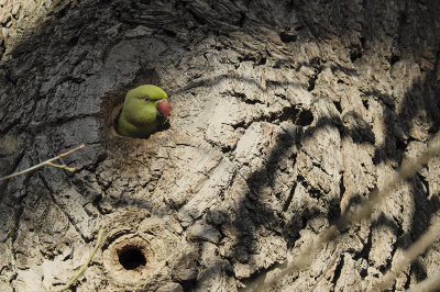 <i class='fa fa-user'></i> josephine |   Halsbandparkiet  <i class='fa fa-eye'> 204</i>  <i class='fa fa-thumbs-up'> 6</i>   <i class='fa fa-comment-o'> 14</i>