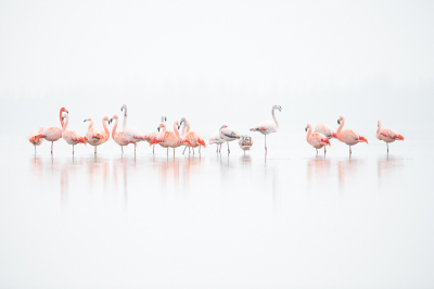 <i class='fa fa-user'></i> Hans Overduin |   Flamingo  <i class='fa fa-eye'> 622</i>  <i class='fa fa-thumbs-up'> 35</i>   <i class='fa fa-comment-o'> 13</i>