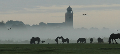 Vrij terloops genomen ,deze foto,maar hij bleef intigreren. Daarom de stoute schoenen aangetrokken en upgeload ,in de wetenschap dat het een twijfelgeval is mbt vogelfotografie.   De schaakstukken staan op tafel (toren en paarden),nu is de moderatie aan zet...