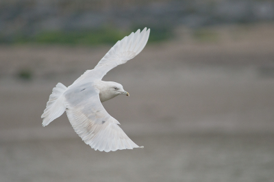 <i class='fa fa-user'></i> Willem Verhagen |   Kleine Burgemeester  <i class='fa fa-eye'> 273</i>  <i class='fa fa-thumbs-up'> 7</i>   <i class='fa fa-comment-o'> 5</i>