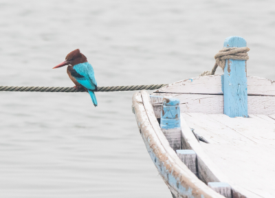 <i class='fa fa-user'></i> Frank van der Wielen |   Smyrnaijsvogel  <i class='fa fa-eye'> 318</i>  <i class='fa fa-thumbs-up'> 6</i>   <i class='fa fa-comment-o'> 5</i>