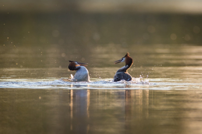 Door de vroege lente zijn de futen er vroeg bij dit jaar.