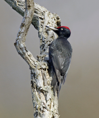 <i class='fa fa-user'></i> Gejo Wassink |   Zwarte Specht  <i class='fa fa-eye'> 550</i>  <i class='fa fa-thumbs-up'> 24</i>   <i class='fa fa-comment-o'> 19</i>