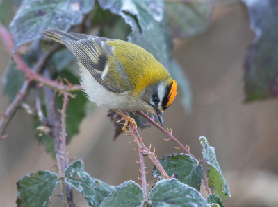 <i class='fa fa-user'></i> loek van de Leur |   Vuurgoudhaan  <i class='fa fa-eye'> 438</i>  <i class='fa fa-thumbs-up'> 16</i>   <i class='fa fa-comment-o'> 9</i>