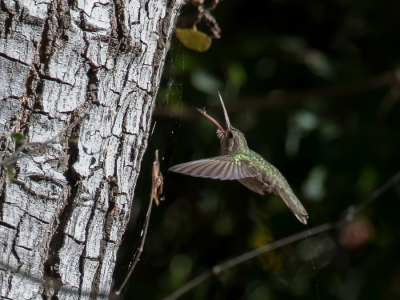 <i class='fa fa-user'></i> Paul van Giersbergen |   Bruinkopkolibrie  <i class='fa fa-eye'> 167</i>  <i class='fa fa-thumbs-up'> 1</i>   <i class='fa fa-comment-o'> 2</i>
