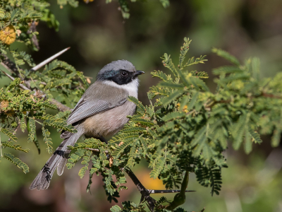 <i class='fa fa-user'></i> Paul van Giersbergen |   Struikmees  <i class='fa fa-eye'> 159</i>  <i class='fa fa-thumbs-up'> 1</i>   <i class='fa fa-comment-o'> 3</i>