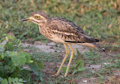 <i class='fa fa-user'></i> Frank van der Wielen |   Indische Griel  <i class='fa fa-eye'> 254</i>   <i class='fa fa-comment-o'> 4</i>