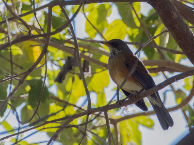 <i class='fa fa-user'></i> Paul van Giersbergen |   Roestruglijster  <i class='fa fa-eye'> 117</i>   <i class='fa fa-comment-o'> 1</i>
