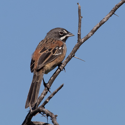 <i class='fa fa-user'></i> Paul van Giersbergen |   Teugelgors  <i class='fa fa-eye'> 156</i>   <i class='fa fa-comment-o'> 2</i>