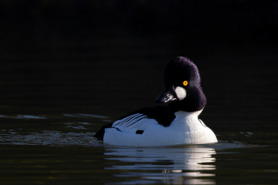 <i class='fa fa-user'></i> Peter Soer |   Brilduiker  <i class='fa fa-eye'> 344</i>  <i class='fa fa-thumbs-up'> 6</i>   <i class='fa fa-comment-o'> 6</i>