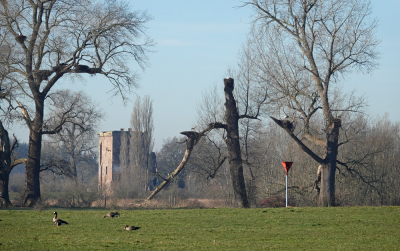 Na de opdracht vind je altijd de beste locatie! Deze boom zou het goed hebben gedaan. Hier ging ik voor het totaalgebeuren. Teruggekeerde ooievaars, De Nijenbeek, kolganzen enz.