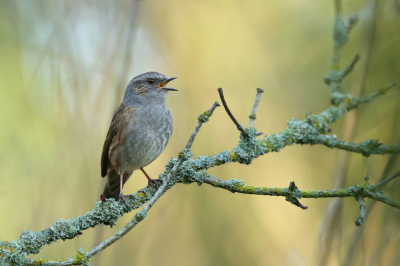 <i class='fa fa-user'></i> Frank Kremer |   Heggenmus  <i class='fa fa-eye'> 296</i>  <i class='fa fa-thumbs-up'> 13</i>   <i class='fa fa-comment-o'> 11</i>