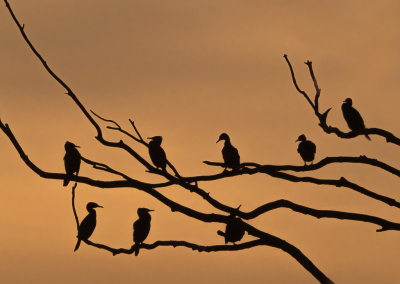 Ik ben de afgelopen maand vier keer rond etenstijd heen en weer gevlogen naar de aalscholvers in de catspolder om een mooi gekleurde lucht achter die vogels in de boom aan te treffen. Ik heb er meerdere foto's aan overgehouden.