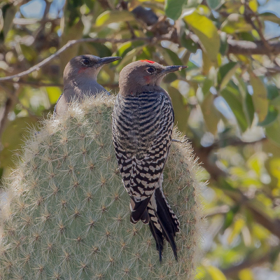 <i class='fa fa-user'></i> Paul van Giersbergen |   Grijskeelspecht  <i class='fa fa-eye'> 159</i>  <i class='fa fa-thumbs-up'> 2</i>   <i class='fa fa-comment-o'> 7</i>