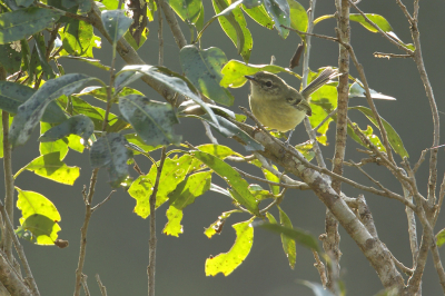 <i class='fa fa-user'></i> Martjan Lammertink |   Vlekwanglooftiran  <i class='fa fa-eye'> 125</i>   <i class='fa fa-comment-o'> 4</i>