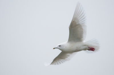 <i class='fa fa-user'></i> Willem Verhagen |   Kleine Burgemeester  <i class='fa fa-eye'> 190</i>   <i class='fa fa-comment-o'> 2</i>